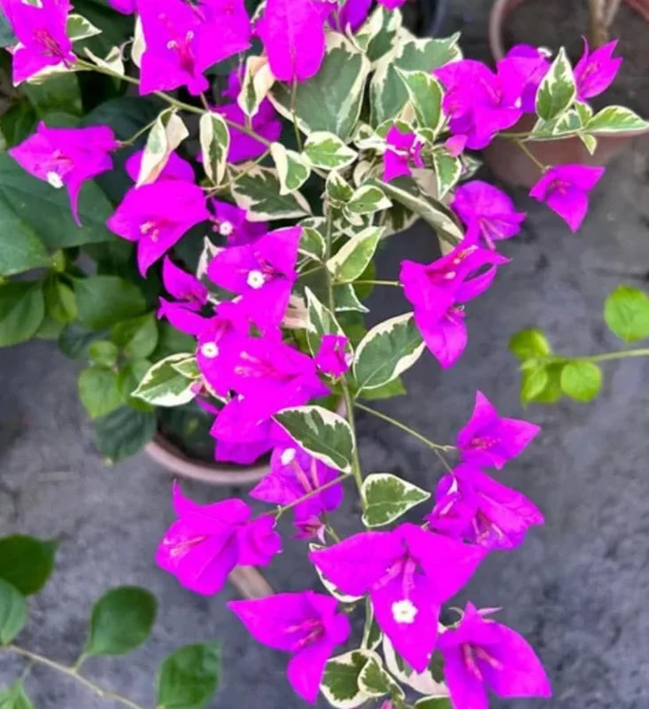 Set of 3 Bougainvillea 'Blueberry Ice' Live Plants – 4-6" Tall – Pink & Purple Flowering Vine - Image 4