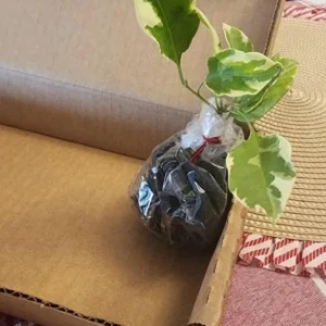 Set of 3 Bougainvillea 'Blueberry Ice' Live Plants – 4-6