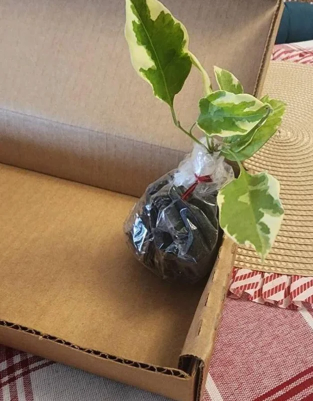 Set of 3 Bougainvillea 'Blueberry Ice' Live Plants – 4-6" Tall – Pink & Purple Flowering Vine - Image 5