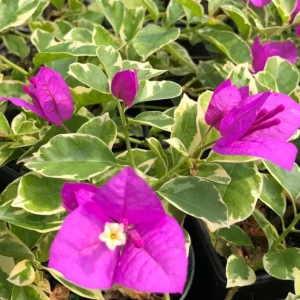 Set of 3 Bougainvillea 'Blueberry Ice' Live Plants – 4-6