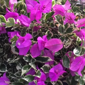 Set of 3 Bougainvillea 'Blueberry Ice' Live Plants – 4-6