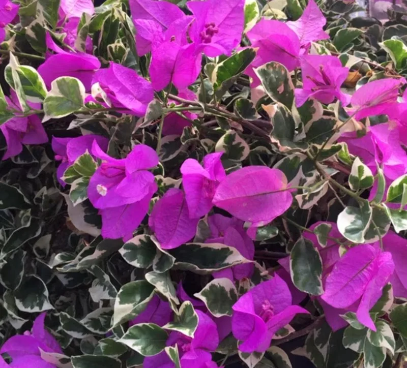 Set of 3 Bougainvillea 'Blueberry Ice' Live Plants – 4-6" Tall – Pink & Purple Flowering Vine - Image 7