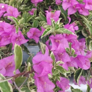 Set of 3 Bougainvillea 'Blueberry Ice' Live Plants – 4-6