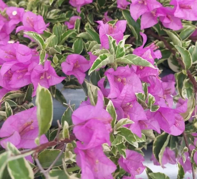 Set of 3 Bougainvillea 'Blueberry Ice' Live Plants – 4-6" Tall – Pink & Purple Flowering Vine - Image 8