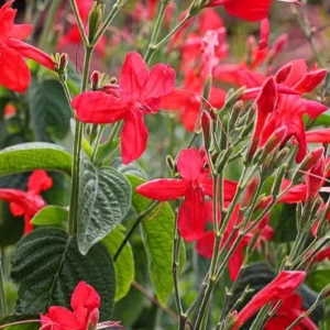 Set of 3 Brazilian Red Ruellia Live Plants – 3-6