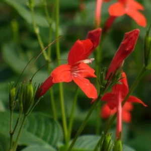 Set of 3 Brazilian Red Ruellia Live Plants – 3-6