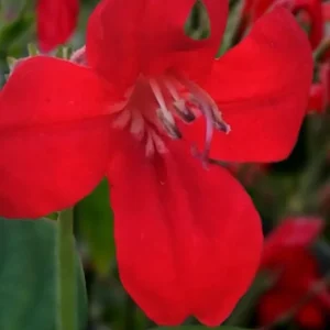 Set of 3 Brazilian Red Ruellia Live Plants – 3-6
