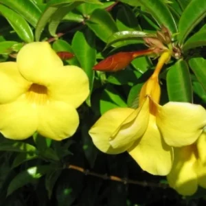 Set of 3 Brown Bud Allamanda Live Plants – 4-6