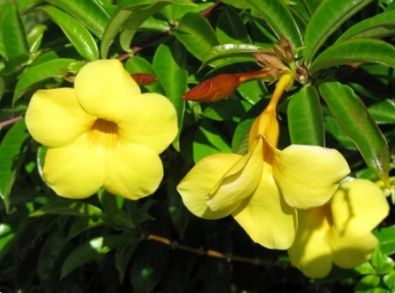 Set of 3 Brown Bud Allamanda Live Plants – 4-6" Tall – Yellow Trumpet Blooms - Image 10