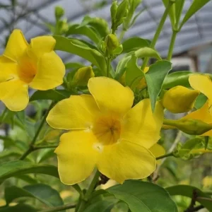 Set of 3 Brown Bud Allamanda Live Plants – 4-6