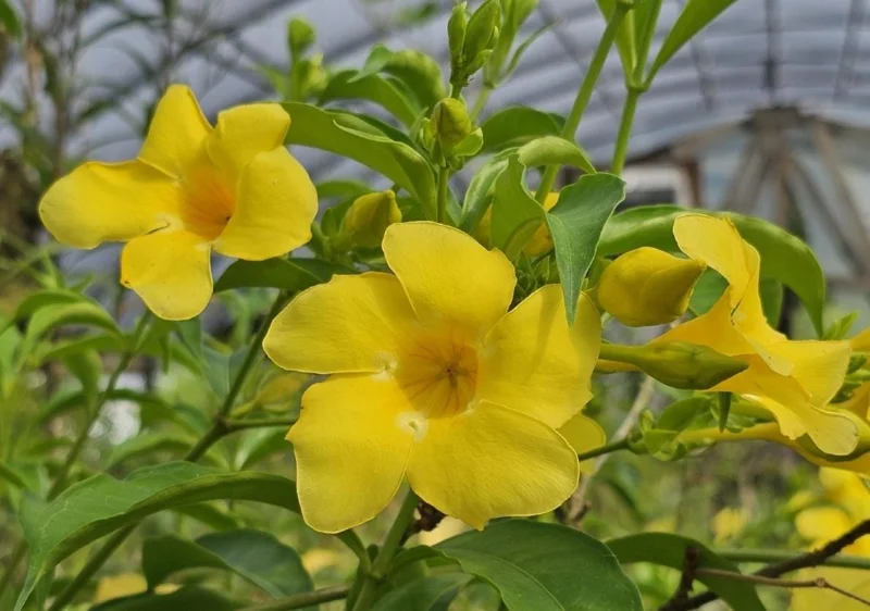 Set of 3 Brown Bud Allamanda Live Plants – 4-6" Tall – Yellow Trumpet Blooms - Image 2