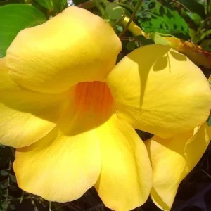 Set of 3 Brown Bud Allamanda Live Plants – 4-6