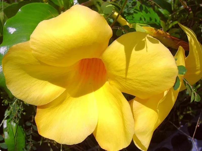 Set of 3 Brown Bud Allamanda Live Plants – 4-6" Tall – Yellow Trumpet Blooms - Image 3
