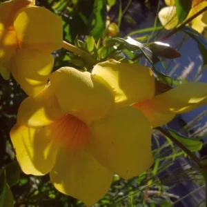 Set of 3 Brown Bud Allamanda Live Plants – 4-6