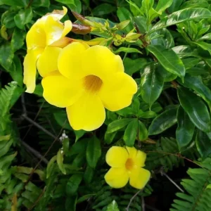 Set of 3 Brown Bud Allamanda Live Plants – 4-6
