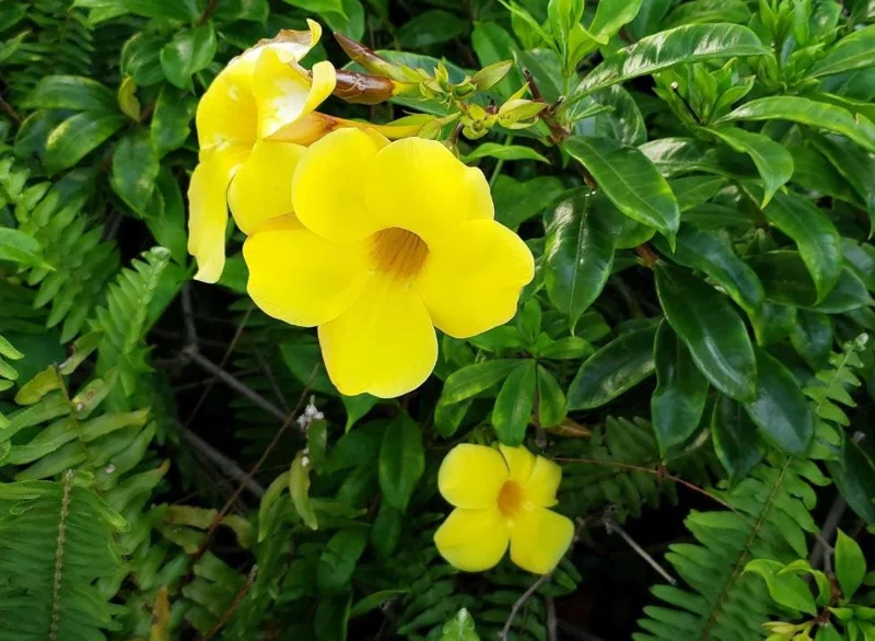 Set of 3 Brown Bud Allamanda Live Plants – 4-6" Tall – Yellow Trumpet Blooms - Image 5