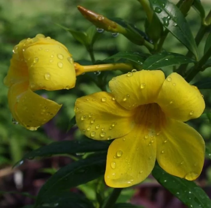 Set of 3 Brown Bud Allamanda Live Plants – 4-6" Tall – Yellow Trumpet Blooms - Image 6