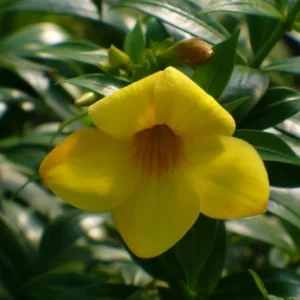 Set of 3 Brown Bud Allamanda Live Plants – 4-6