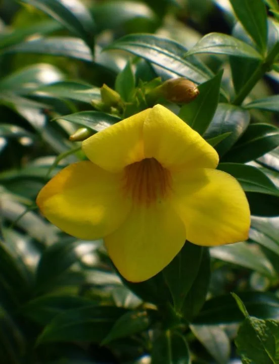 Set of 3 Brown Bud Allamanda Live Plants – 4-6" Tall – Yellow Trumpet Blooms - Image 7