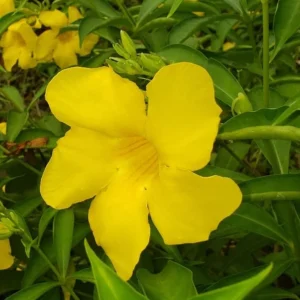 Set of 3 Brown Bud Allamanda Live Plants – 4-6