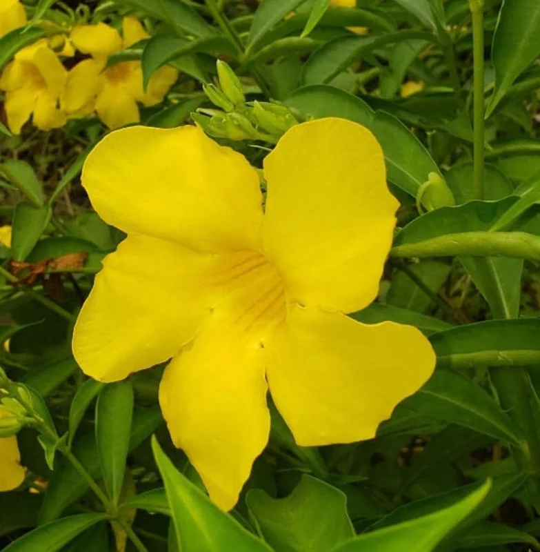 Set of 3 Brown Bud Allamanda Live Plants – 4-6" Tall – Yellow Trumpet Blooms - Image 8