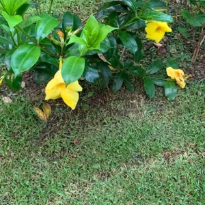 Set of 3 Brown Bud Allamanda Live Plants – 4-6