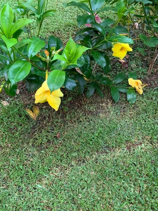 Set of 3 Brown Bud Allamanda Live Plants – 4-6" Tall – Yellow Trumpet Blooms - Image 9