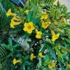 Set of 3 Brown Bud Allamanda Live Plants – 4-6" Tall – Yellow Trumpet Blooms - Image 1