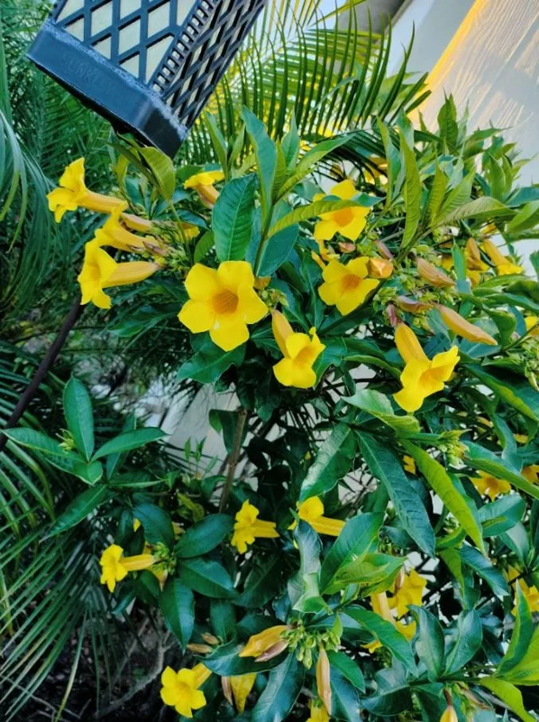 Set of 3 Brown Bud Allamanda Live Plants – 4-6" Tall – Yellow Trumpet Blooms - Image 1