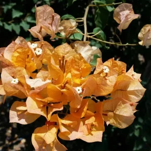Set of 3 California Gold Bougainvillea Live Plants – 4-6