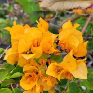 Set of 3 California Gold Bougainvillea Live Plants – 4-6