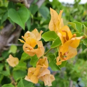 Set of 3 California Gold Bougainvillea Live Plants – 4-6
