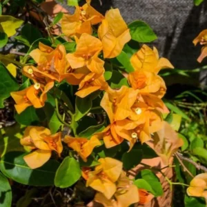 Set of 3 California Gold Bougainvillea Live Plants – 4-6