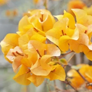 Set of 3 California Gold Bougainvillea Live Plants – 4-6