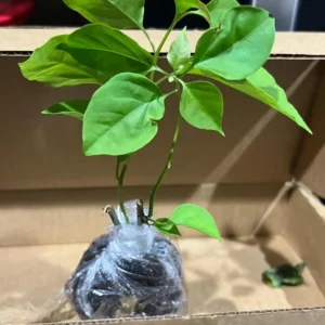 Set of 3 California Gold Bougainvillea Live Plants – 4-6