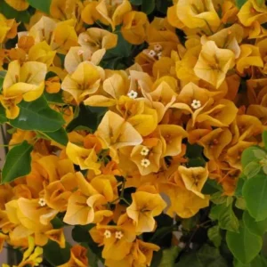 Set of 3 California Gold Bougainvillea Live Plants – 4-6