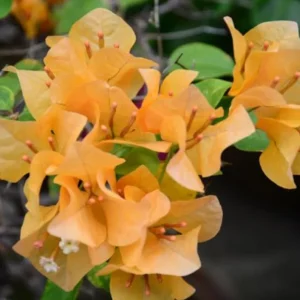 Set of 3 California Gold Bougainvillea Live Plants – 4-6