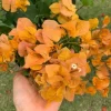 Set of 3 California Gold Bougainvillea Live Plants – 4-6" Tall – Yellow Blooms - Image 1