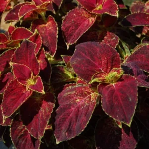 Set of 3 'Dipped in Wine' Coleus Live Plants – 5-9
