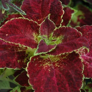 Set of 3 'Dipped in Wine' Coleus Live Plants – 5-9