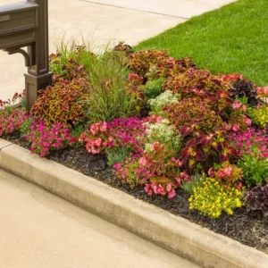 Set of 3 'Dipped in Wine' Coleus Live Plants – 5-9