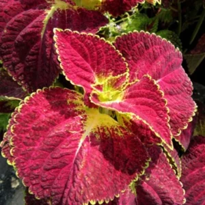 Set of 3 'Dipped in Wine' Coleus Live Plants – 5-9