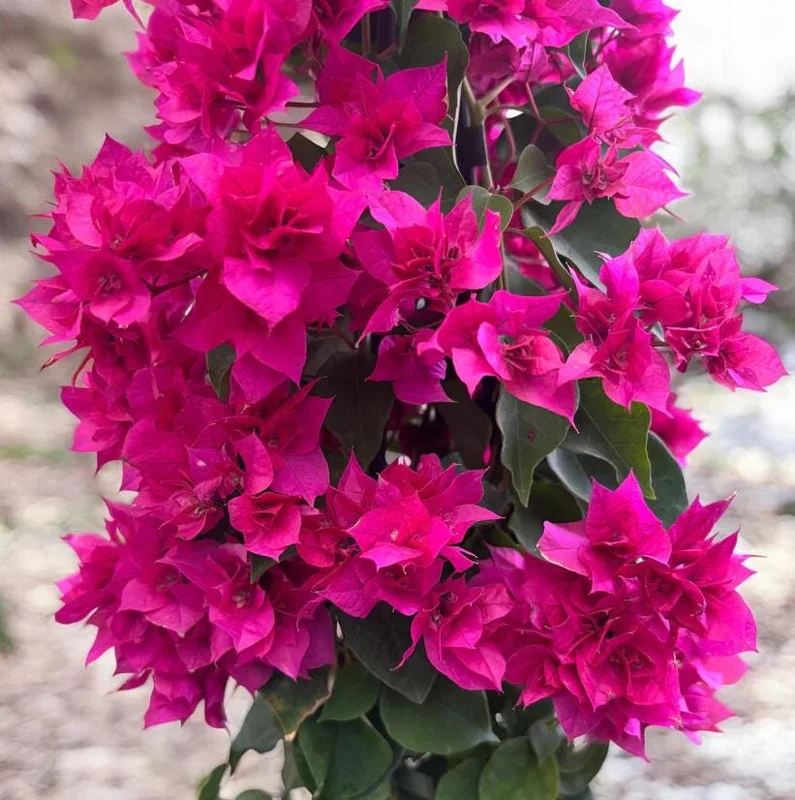 Set of 3 Double Red Bougainvillea Live Plants – 4-6" Tall Starter – Outdoor Vine - Image 3