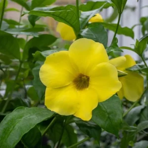 Set of 3 Dwarf Allamanda Live Plants - Yellow Flowering Perennial 4-6