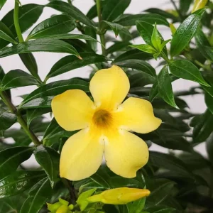 Set of 3 Dwarf Allamanda Live Plants - Yellow Flowering Perennial 4-6