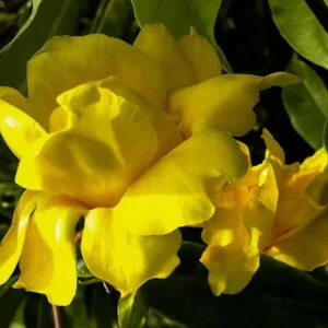 Set of 3 Dwarf Allamanda Live Plants - Yellow Flowering Perennial 4-6