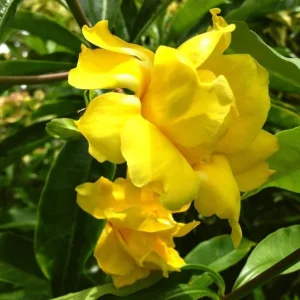 Set of 3 Dwarf Allamanda Live Plants - Yellow Flowering Perennial 4-6