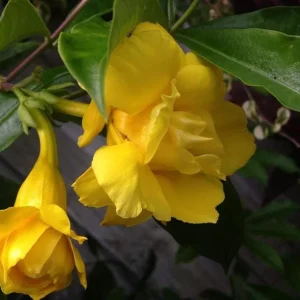 Set of 3 Dwarf Allamanda Live Plants - Yellow Flowering Perennial 4-6
