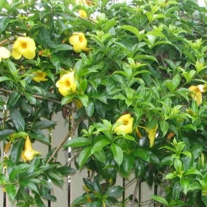 Set of 3 Dwarf Allamanda Live Plants - Yellow Flowering Perennial 4-6
