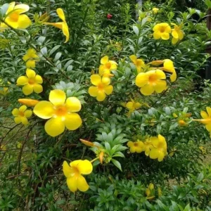 Set of 3 Dwarf Allamanda Live Plants - Yellow Flowering Perennial 4-6
